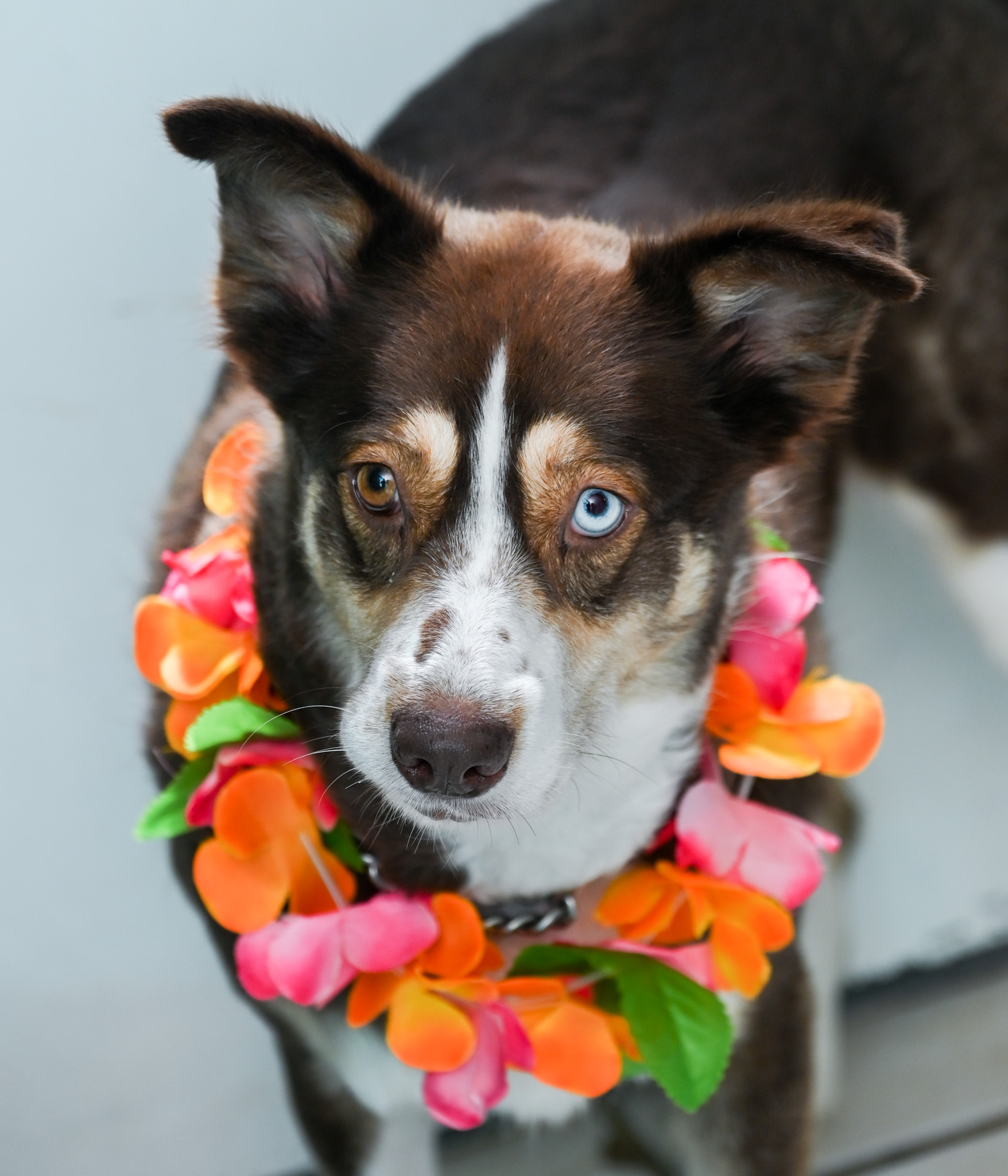 Enlarge Almond Joy, a Adoptable mixed breed in Chattanooga, TN image 6/6