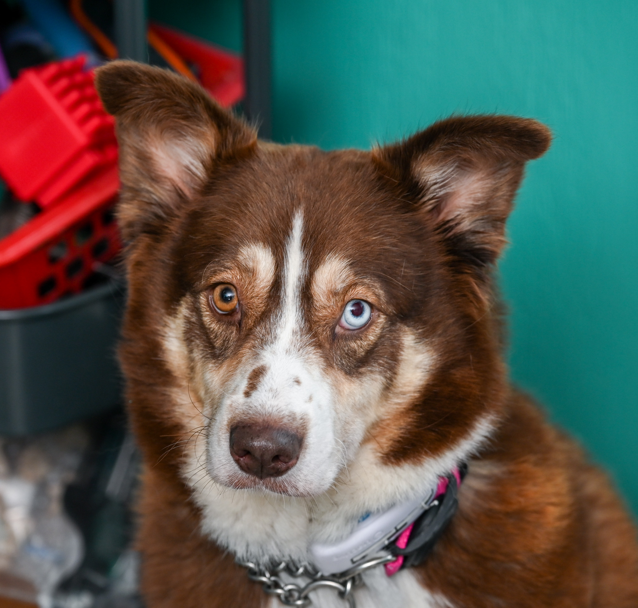 Enlarge Almond Joy, a Adoptable mixed breed in Chattanooga, TN image 3/6