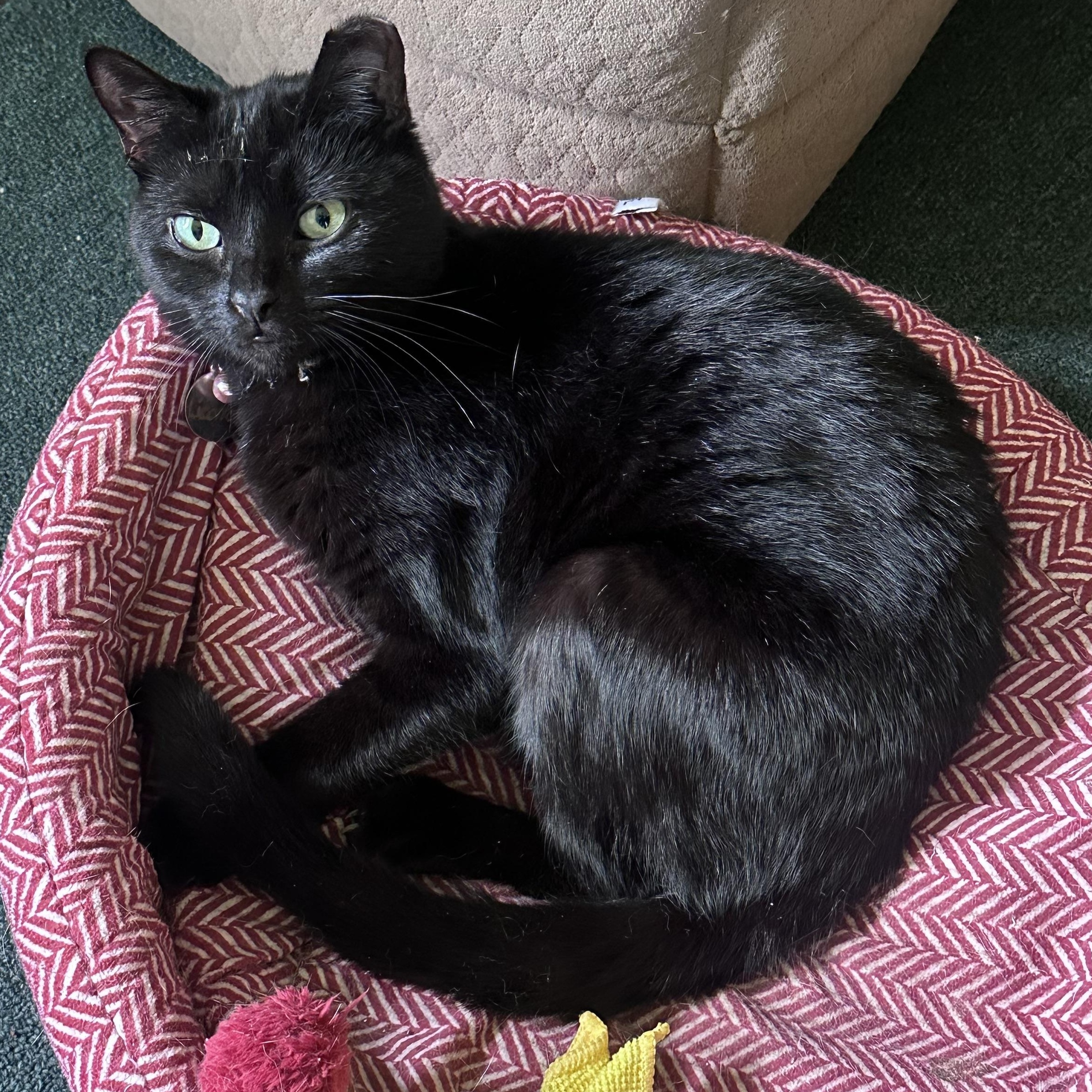 Licorice, Adoptable, Young Female Domestic Short Hair.