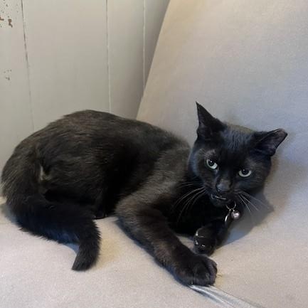 Enlarge Licorice, a Adoptable Domestic Short Hair in Frostproof, FL image 4/4
