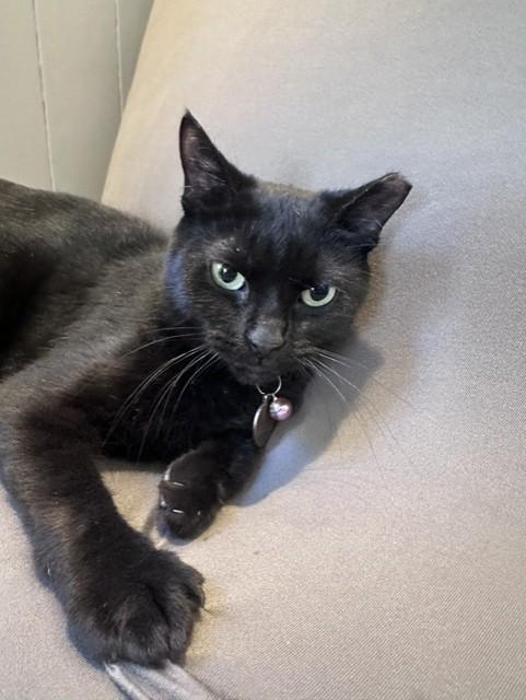 Enlarge Licorice, a Adoptable Domestic Short Hair in Frostproof, FL image 2/4