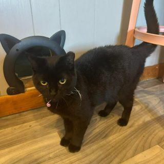 Enlarge Licorice, a Adoptable Domestic Short Hair in Frostproof, FL image 3/4