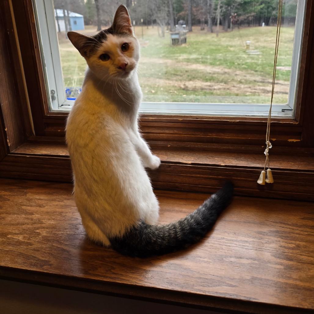 Enlarge Donkey, a Adoptable Domestic Short Hair in Chaska, MN image 2/3