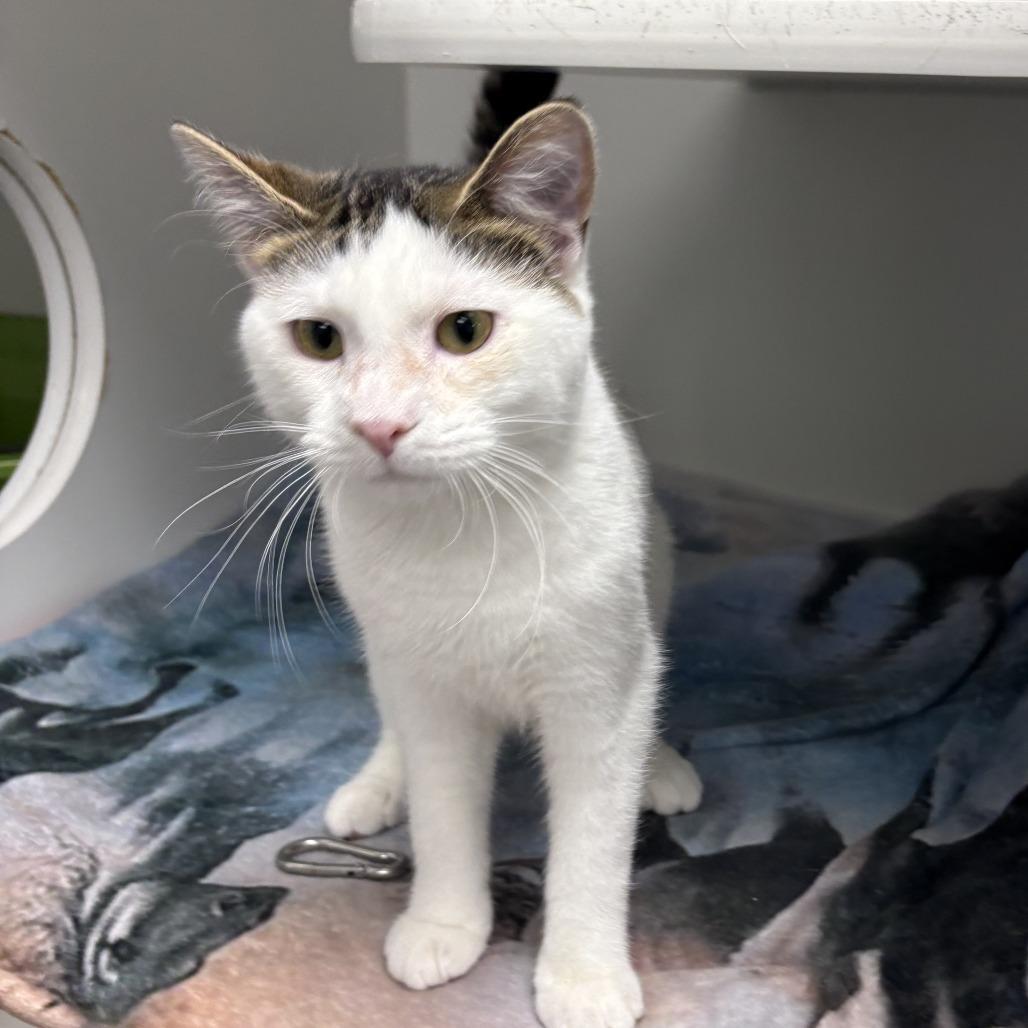 Enlarge Donkey, a Adoptable Domestic Short Hair in Chaska, MN image 3/3