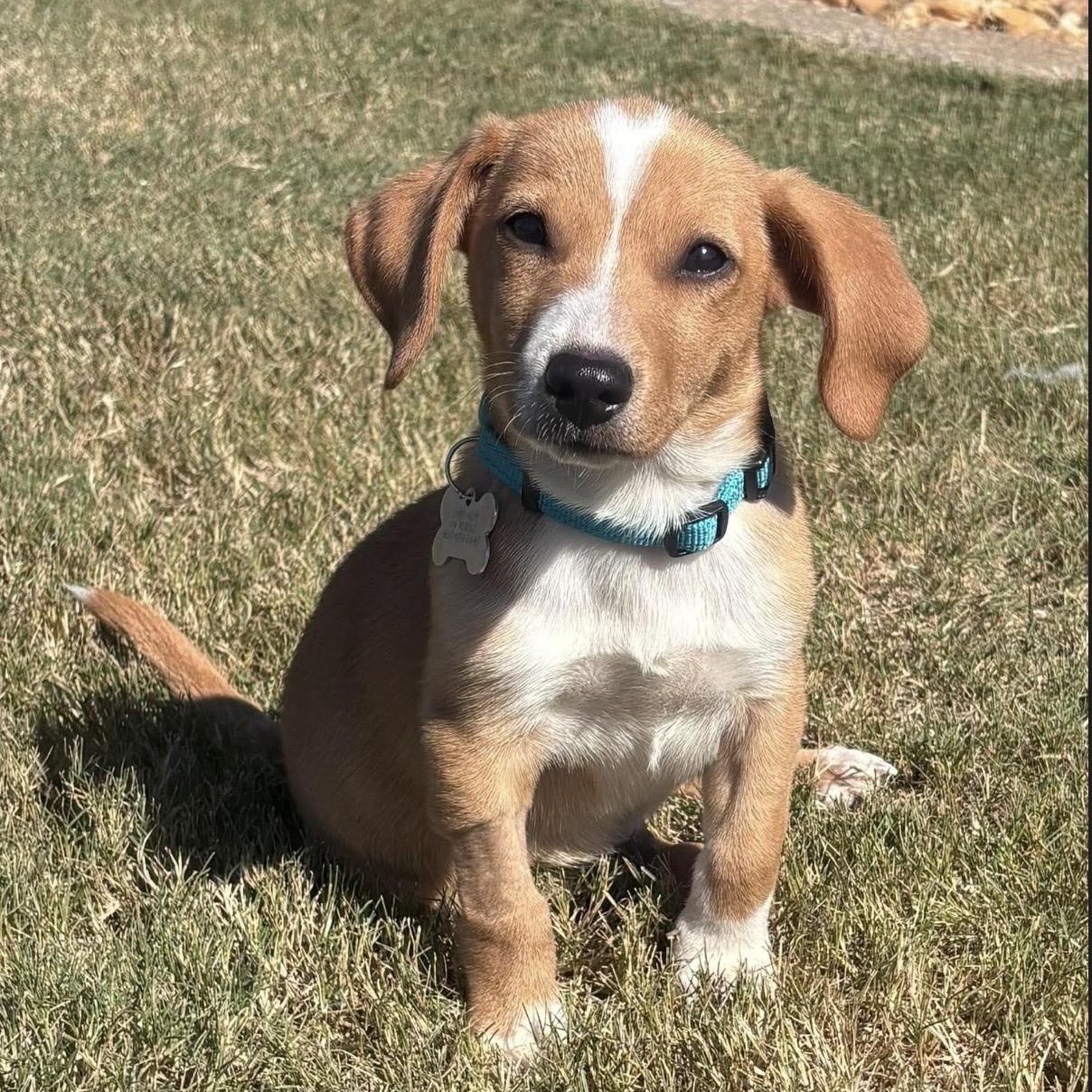 Karmel, Adoptable, Puppy Male Dachshund & Australian Cattle Dog / Blue Heeler.