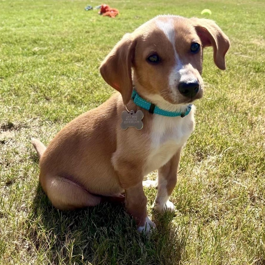 Enlarge Karmel, a Adoptable mixed breed in Pelham, NH image 2/6