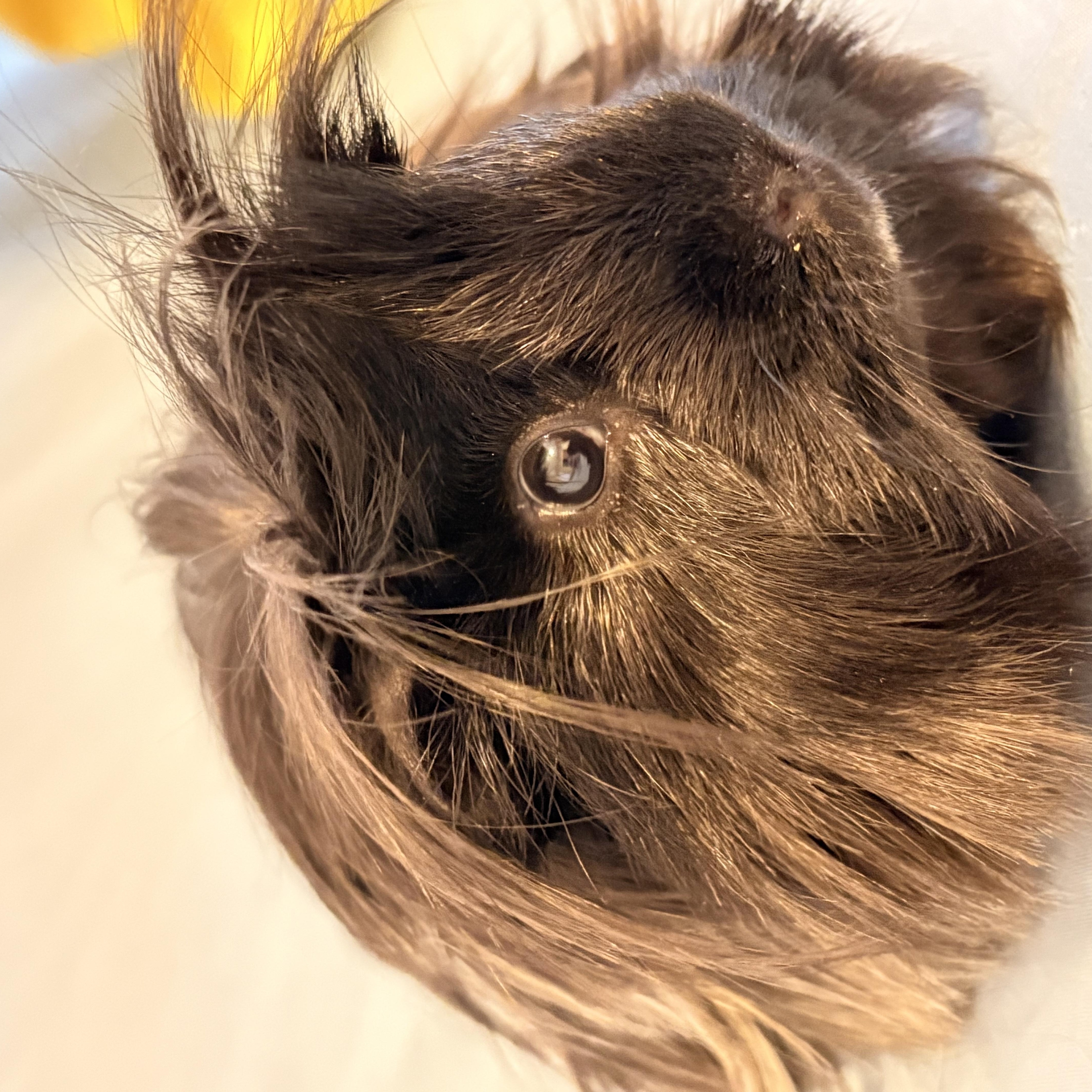 Winston & Charlie, an adopted Guinea Pig in Austin, TX image 3/3