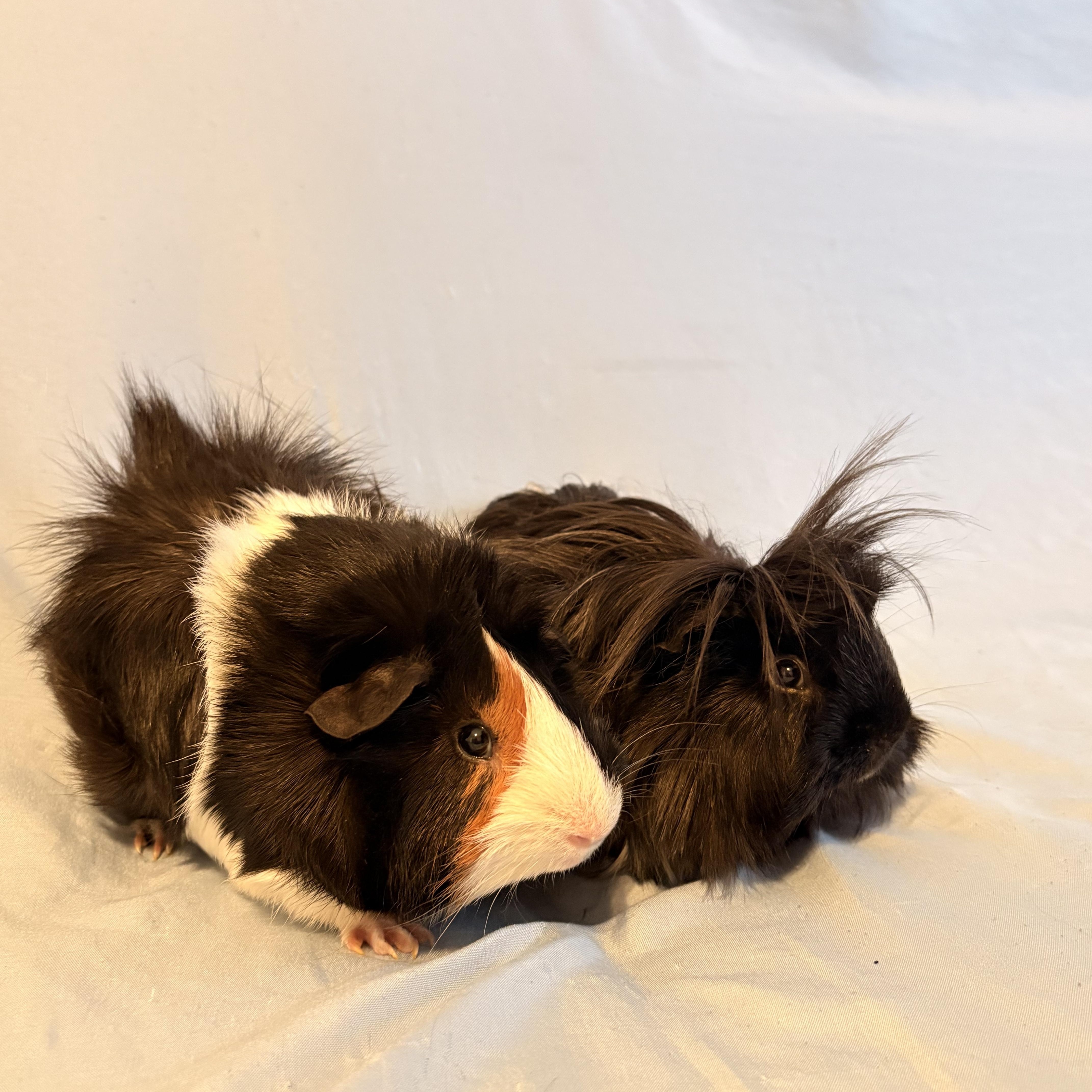 Winston & Charlie, adopted, Adult Male Guinea Pig.