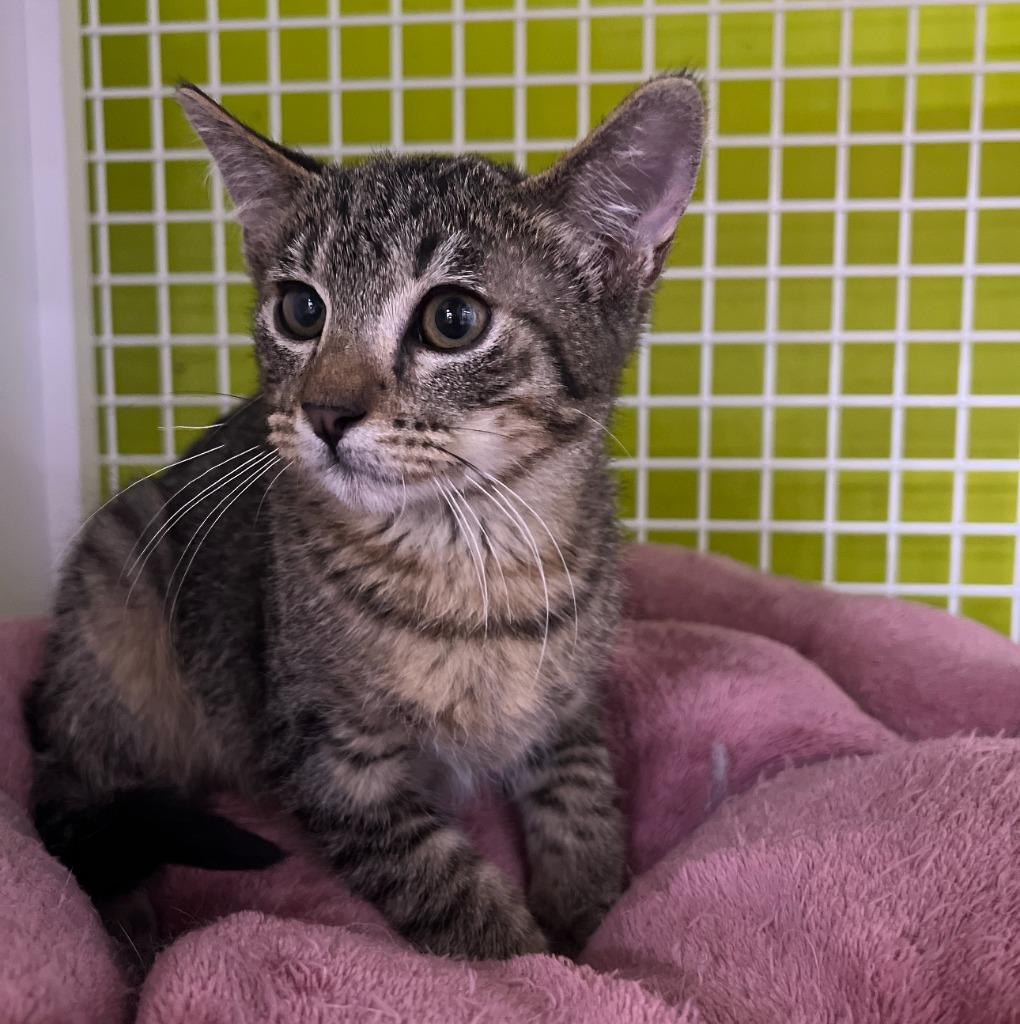 Enlarge Asia, a Adoptable mixed breed in El Cajon, CA image 1/1