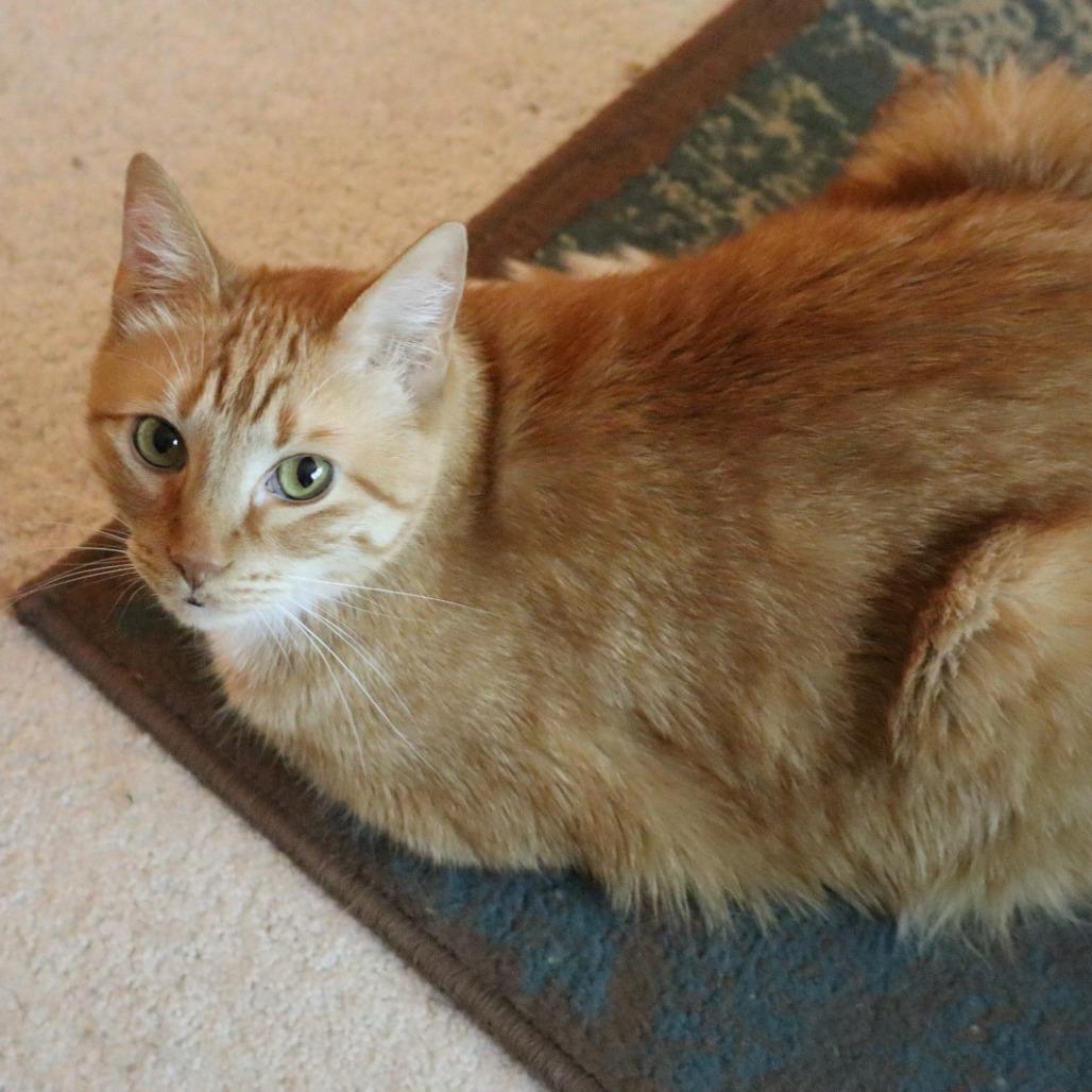 Yosha C68906 (Bonded w/ Max C68908), Adoptable, Senior Male American Shorthair.
