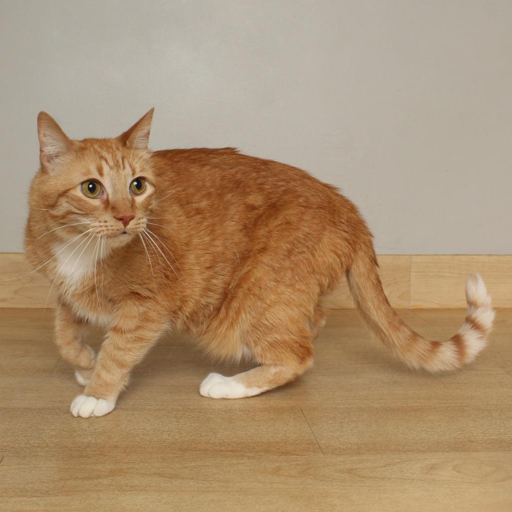Yosha C68906, a Adoptable American Shorthair in Minnetonka, MN image 1/3