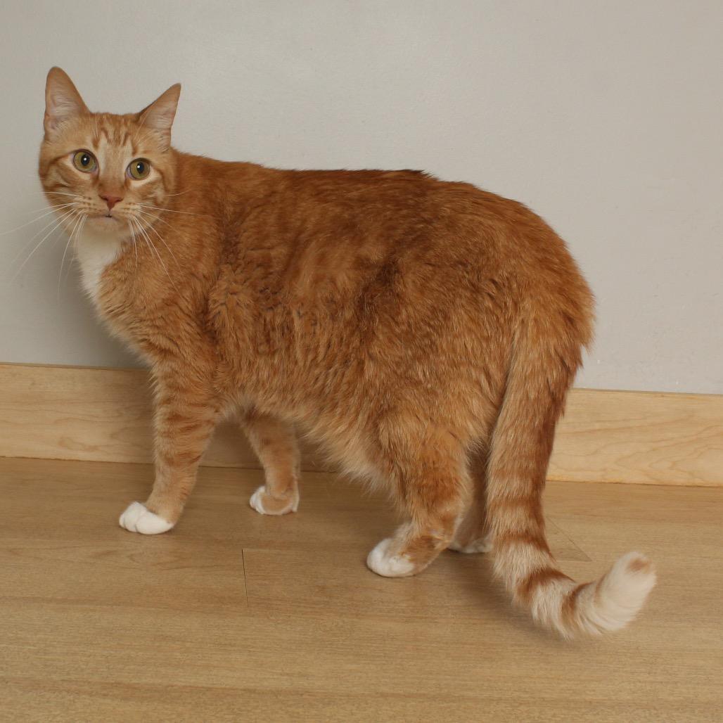 Yosha C68906, a Adoptable American Shorthair in Minnetonka, MN image 2/3