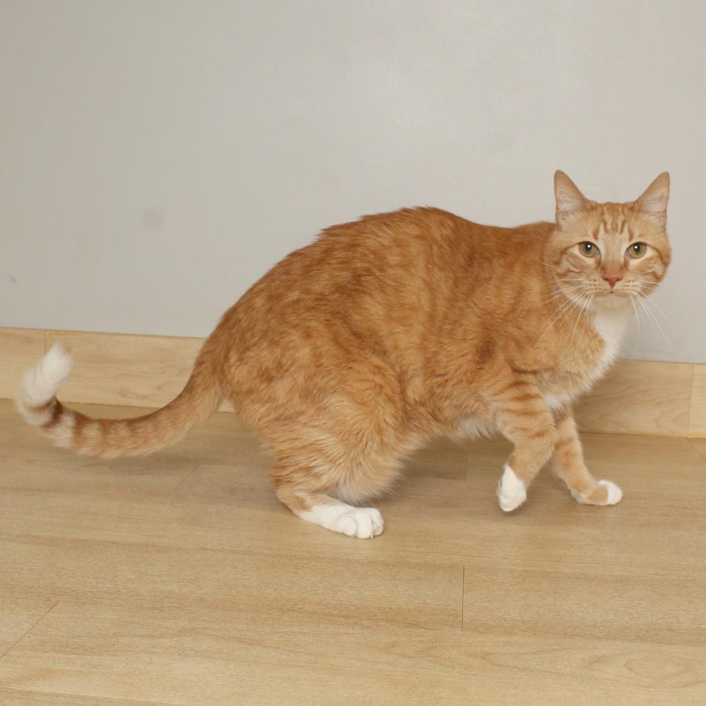 Yosha C68906, a Adoptable American Shorthair in Minnetonka, MN image 3/3