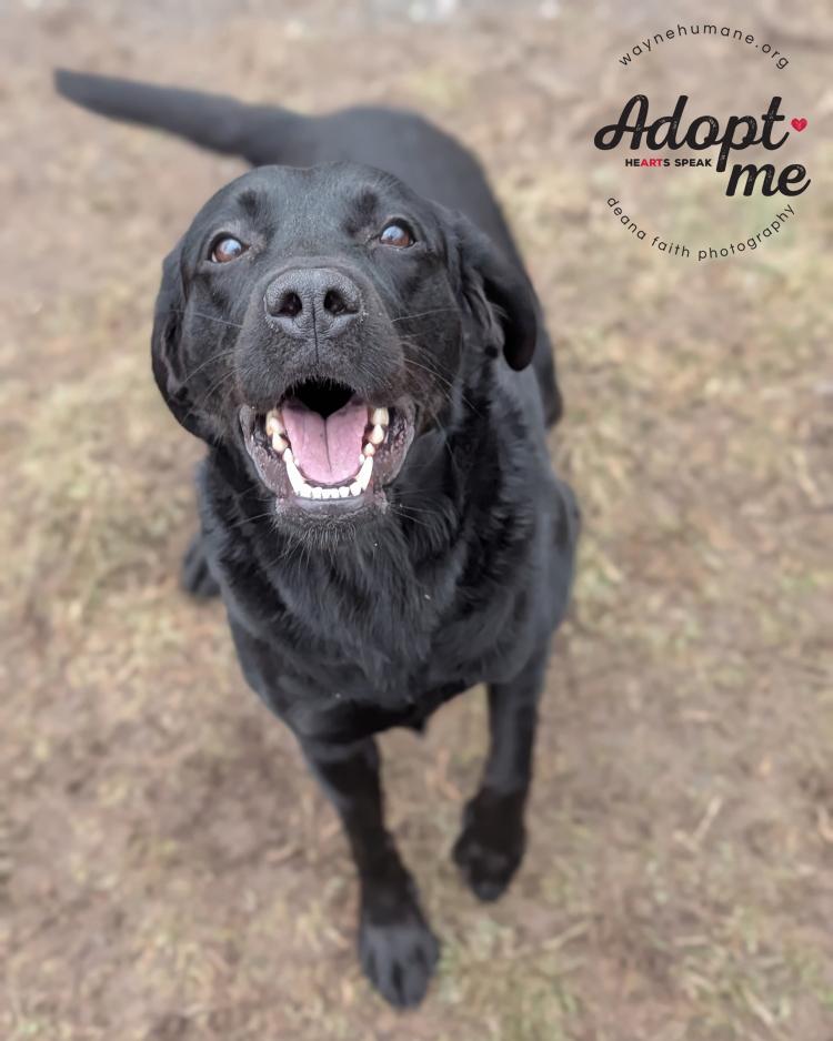 Enlarge Willow, a ADOPTABLE Black Labrador Retriever in Lyons, NY image 3/5