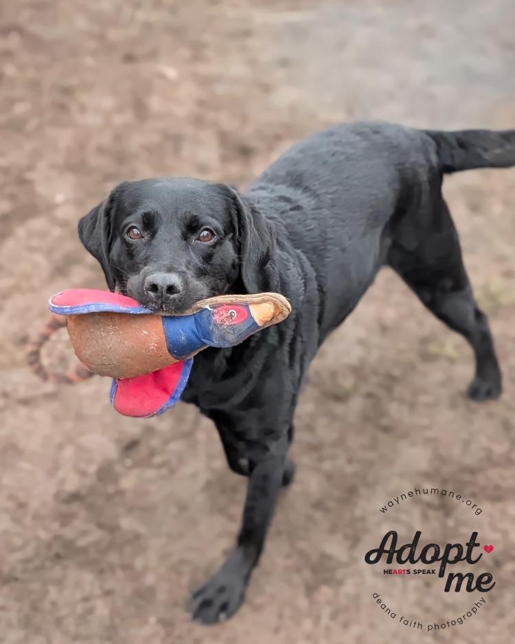 Enlarge Willow, a ADOPTABLE Black Labrador Retriever in Lyons, NY image 2/5