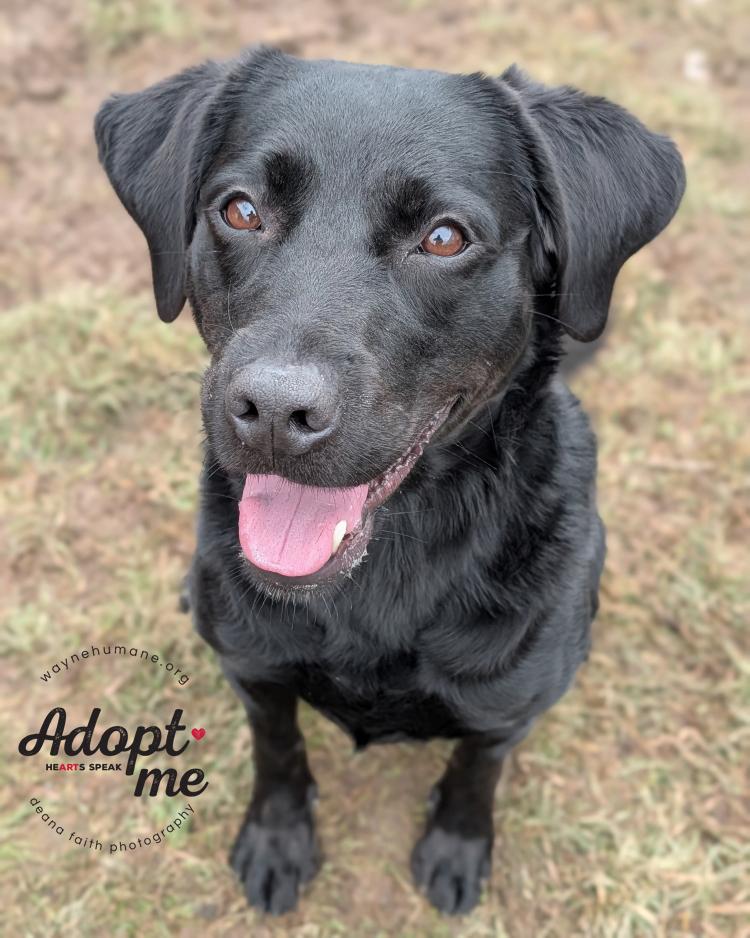 Willow, ADOPTABLE, Adult Female Black Labrador Retriever.