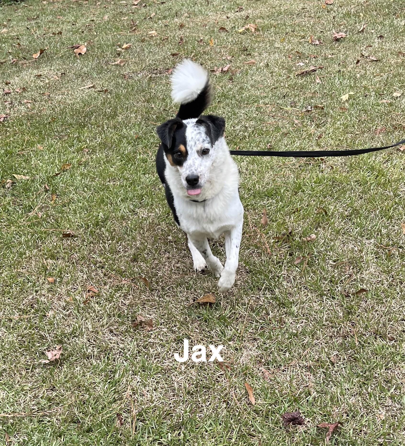 Enlarge Jax, a Adoptable mixed breed in Alexander City, AL image 1/1