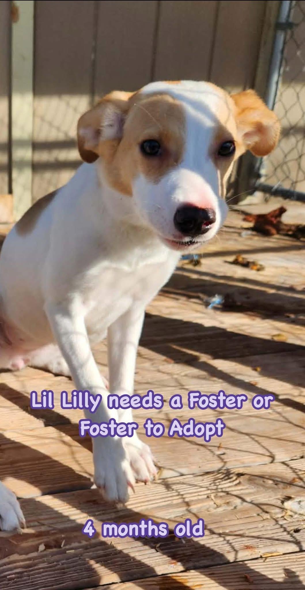 Lilly, ADOPTABLE, Puppy Female Jack Russell Terrier.