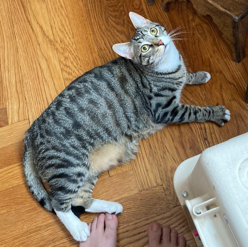 Thatcher, an adoptable Domestic Short Hair in West Orange, NJ_image-1