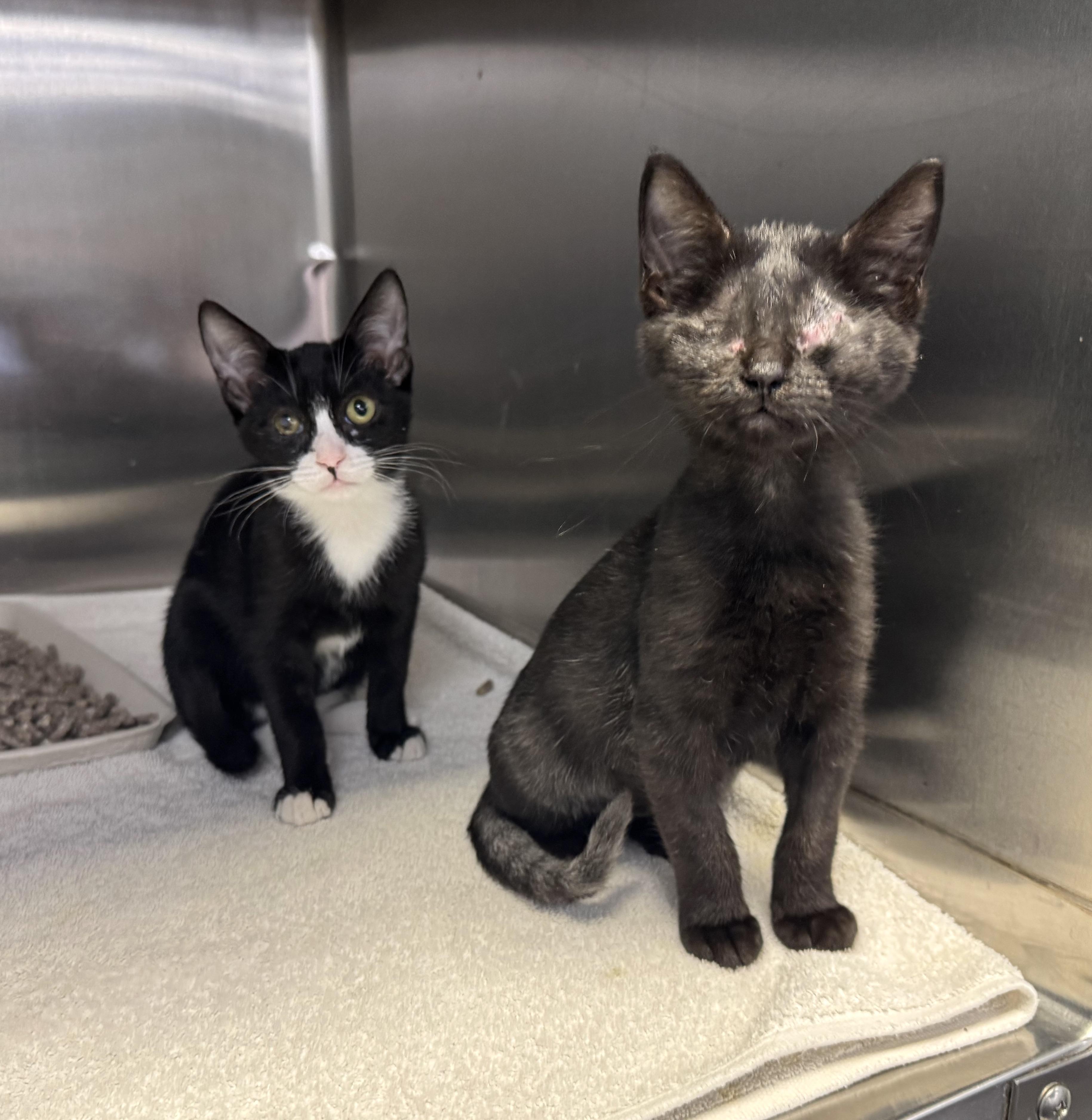 Enlarge Googles and Suits, a Adopted Domestic Short Hair in Stow , MA image 1/2