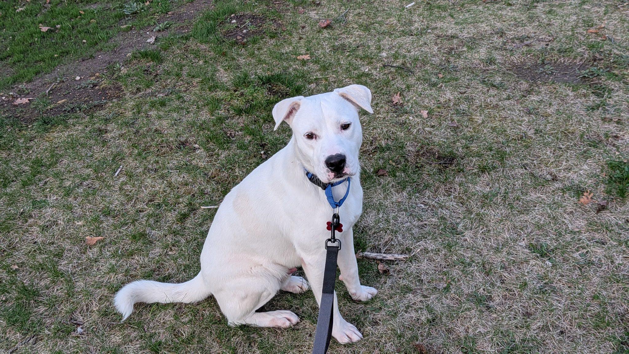 Enlarge Cole, a ADOPTABLE mixed breed in Clinton, WI image 5/6