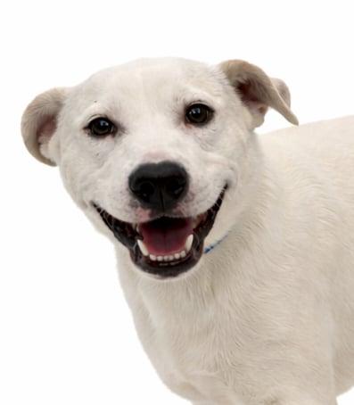 Enlarge Cole, a ADOPTABLE mixed breed in Clinton, WI image 2/6