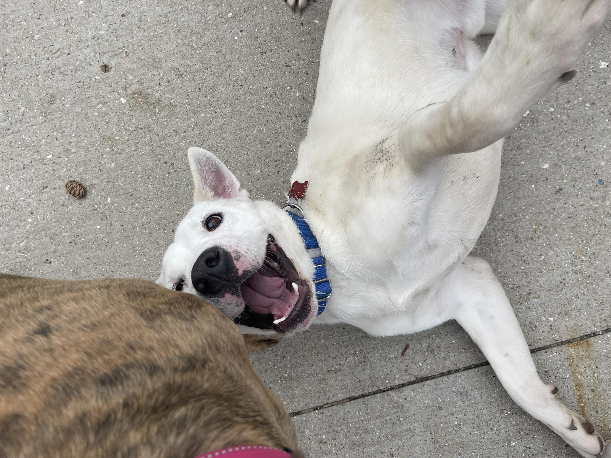 Enlarge Cole, a ADOPTABLE mixed breed in Clinton, WI image 4/6