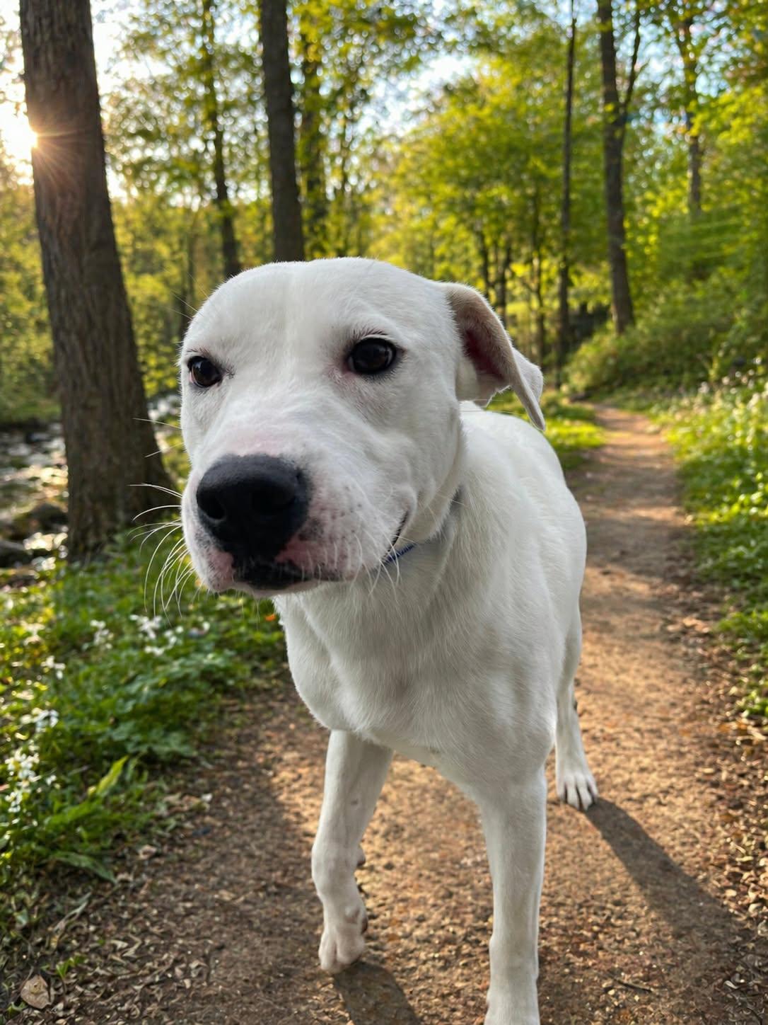 Enlarge Cole, a ADOPTABLE mixed breed in Clinton, WI image 1/6