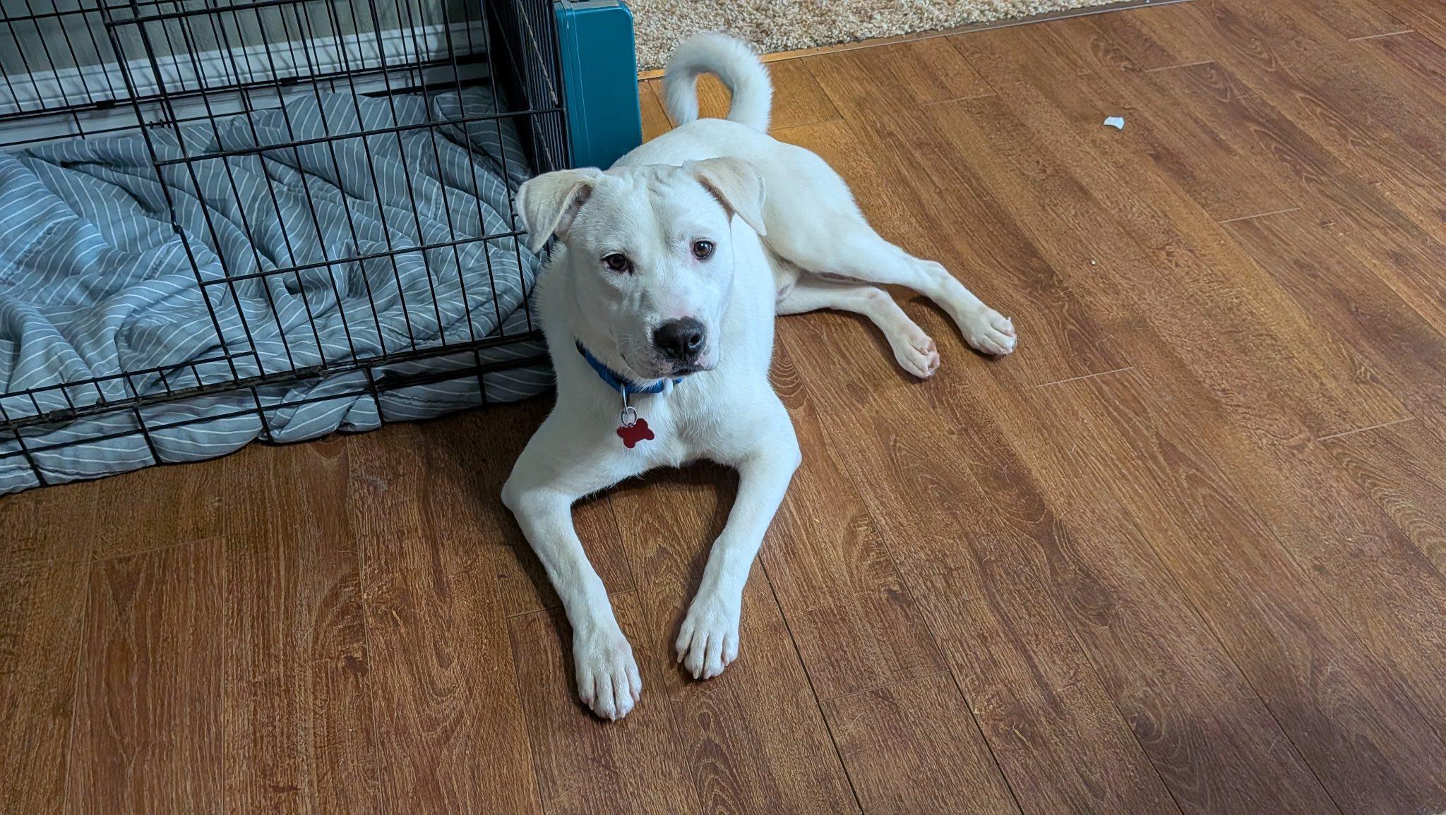 Enlarge Cole, a ADOPTABLE mixed breed in Clinton, WI image 3/6