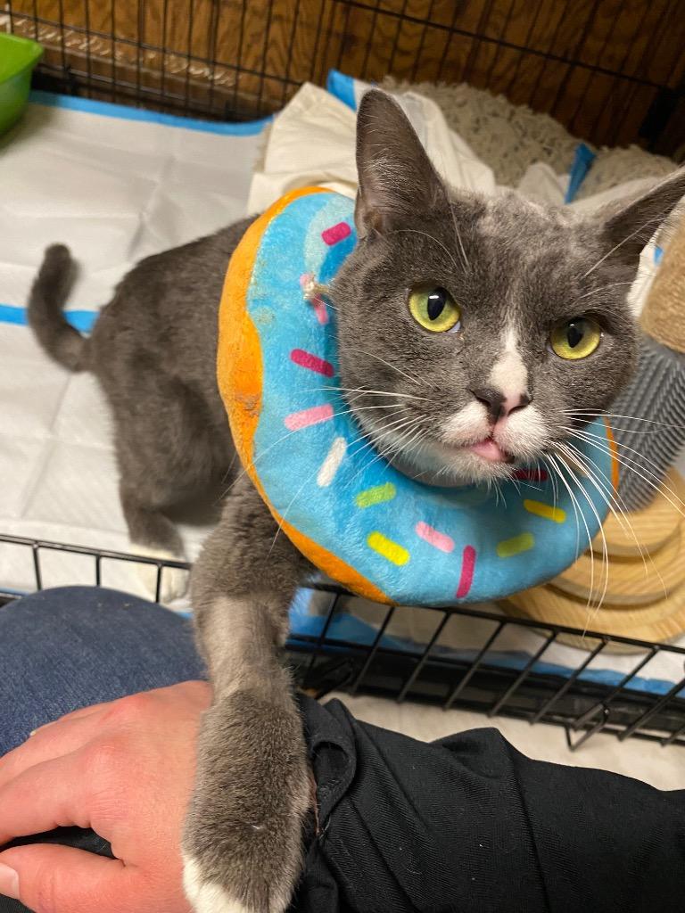 Grumpy McGee, Adoptable, Adult Male Domestic Short Hair.