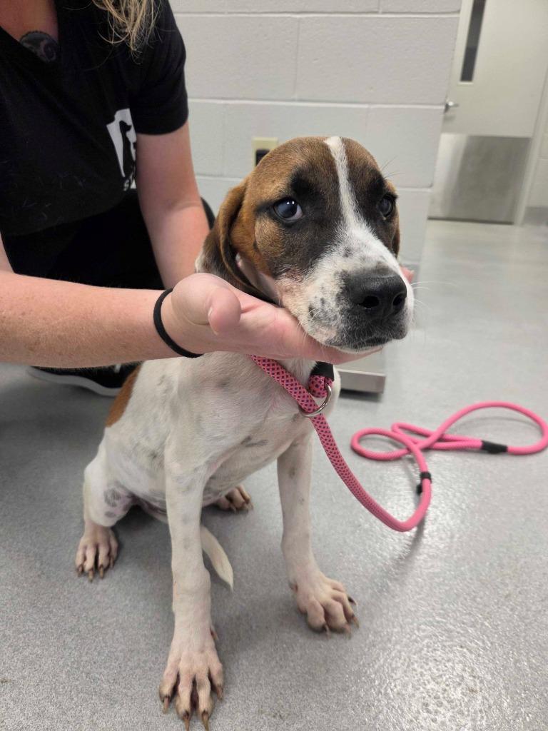 Enlarge Mr Krabs, a Adoptable mixed breed in Chillicothe, OH image 1/2