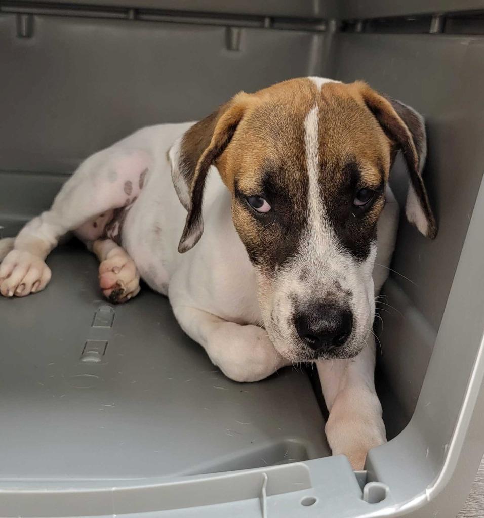 Enlarge Mr Krabs, a Adoptable mixed breed in Chillicothe, OH image 2/2