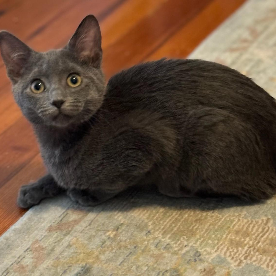 Dawn, Adoptable, Young Female Domestic Short Hair.