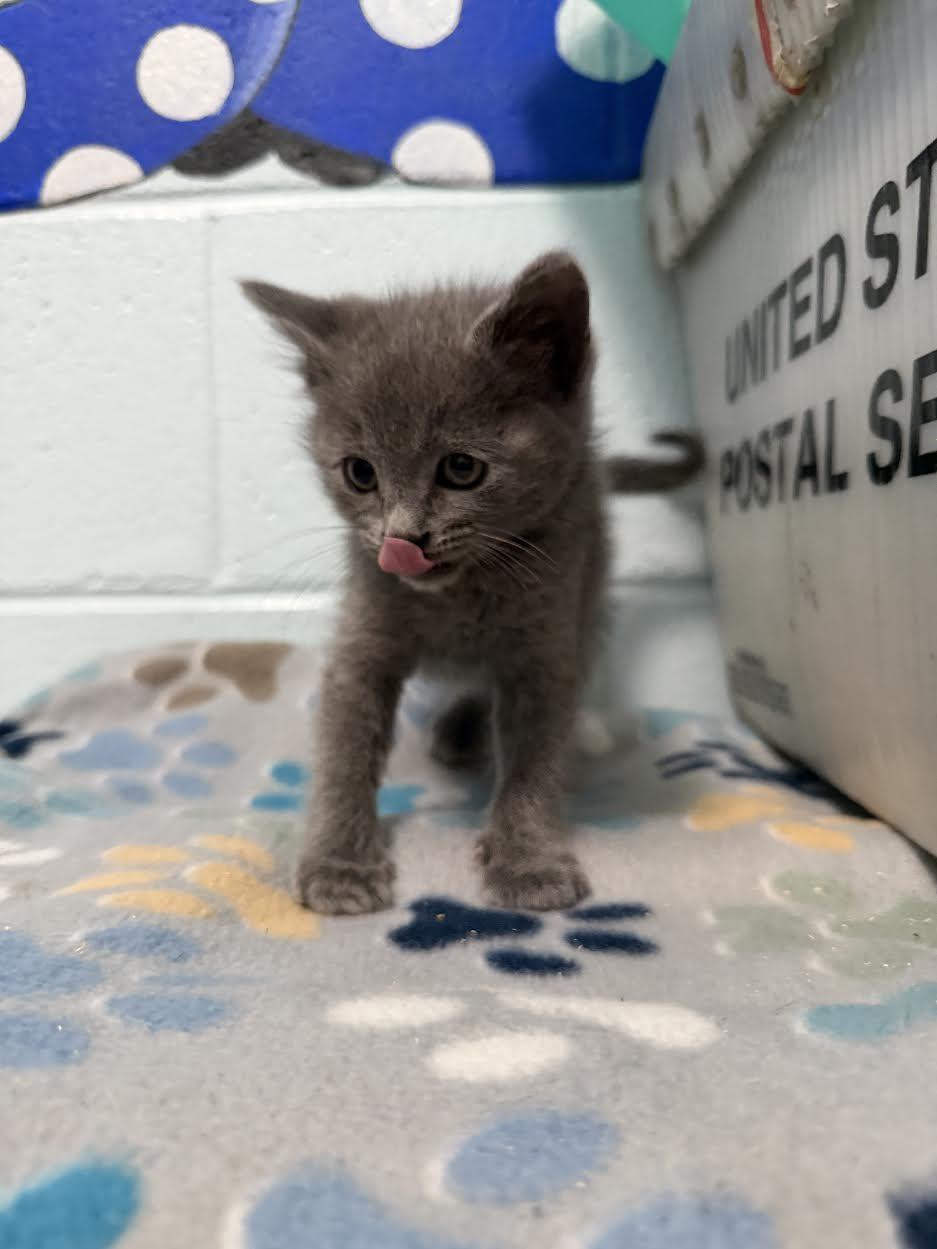 Enlarge Jojo, an adopted Domestic Short Hair in Oakdale, CA image 1/1