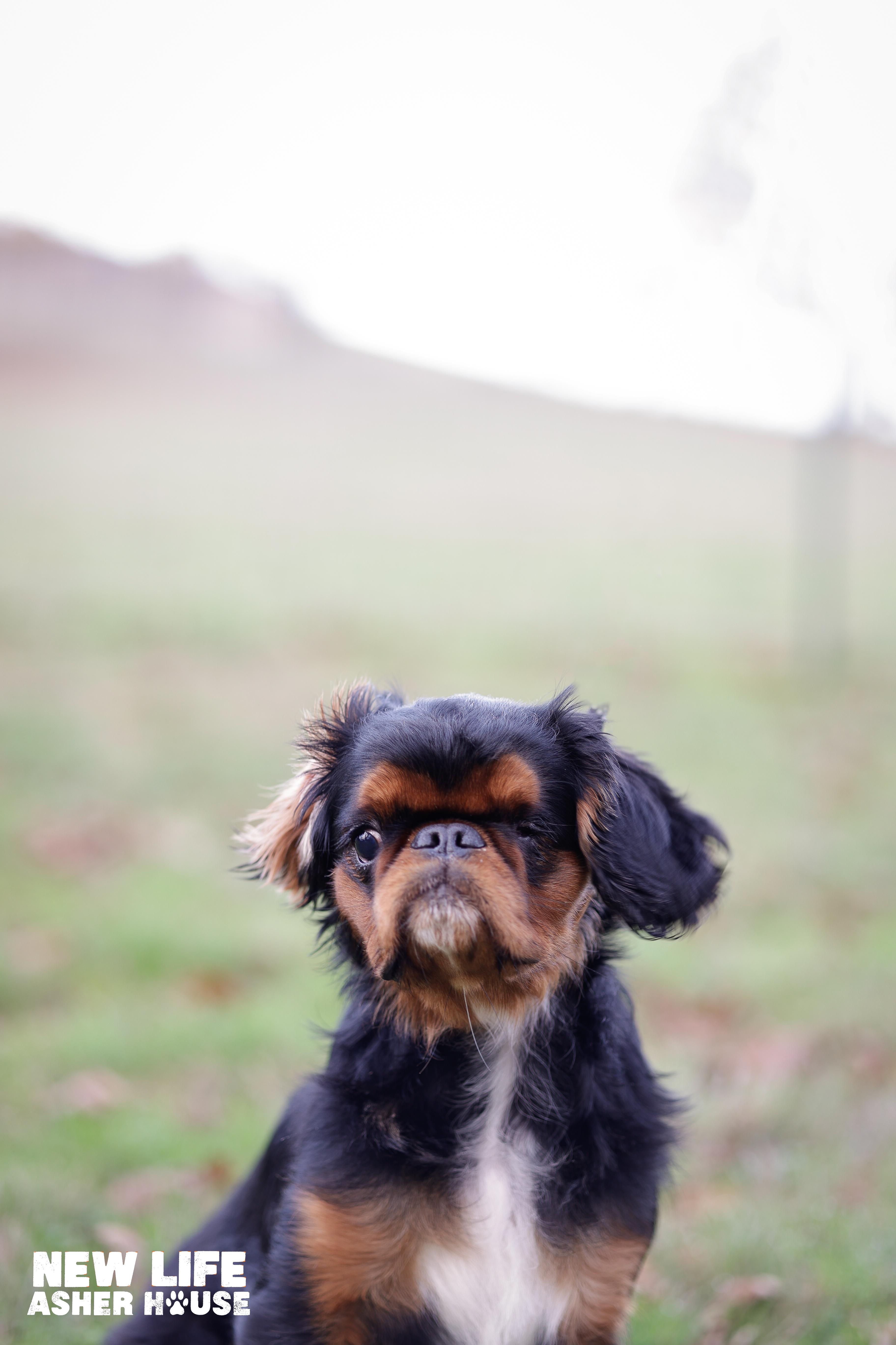 Enlarge Maggie, an adopted mixed breed in Portland, OR image 1/5