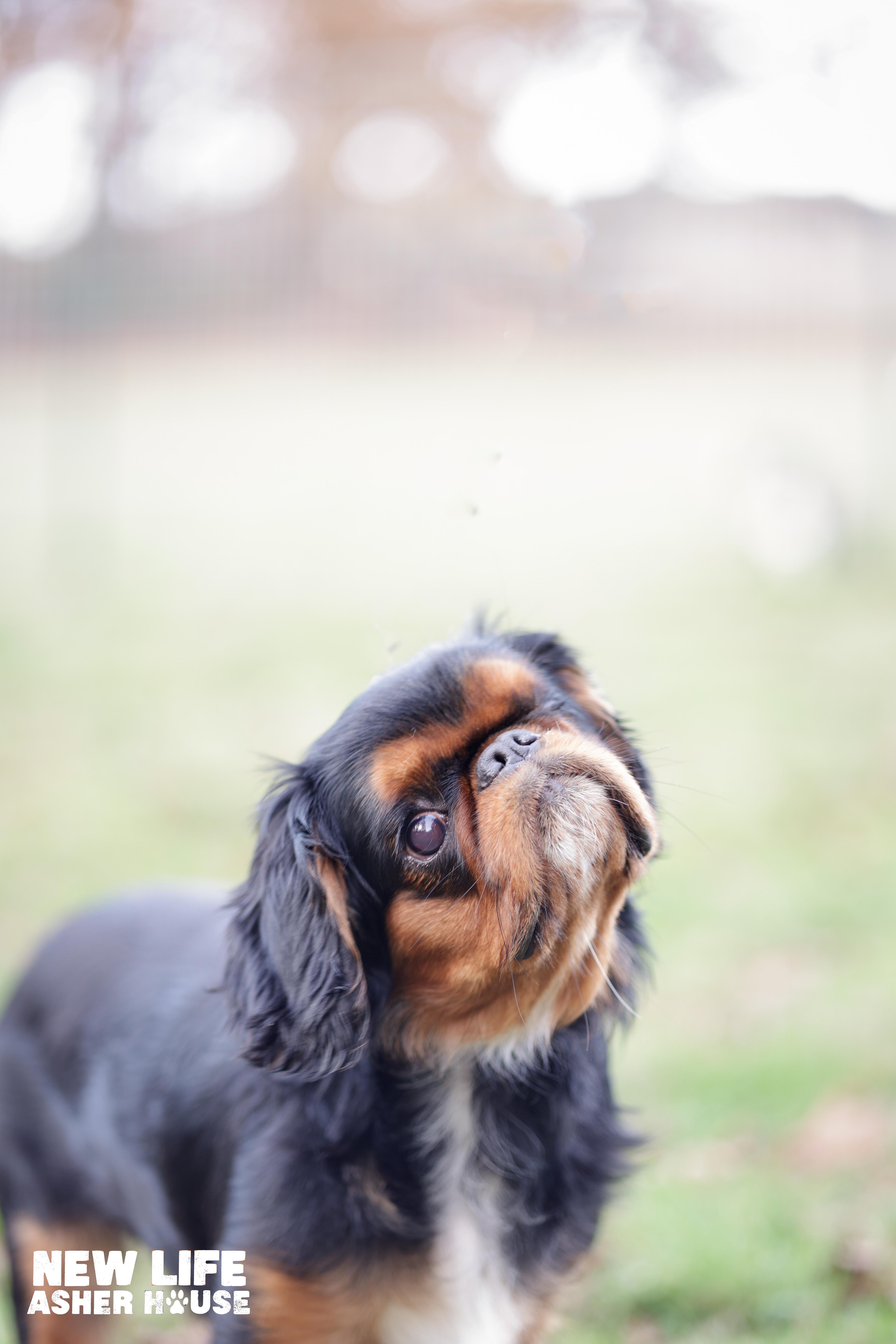 Enlarge Maggie, an adopted mixed breed in Portland, OR image 2/5