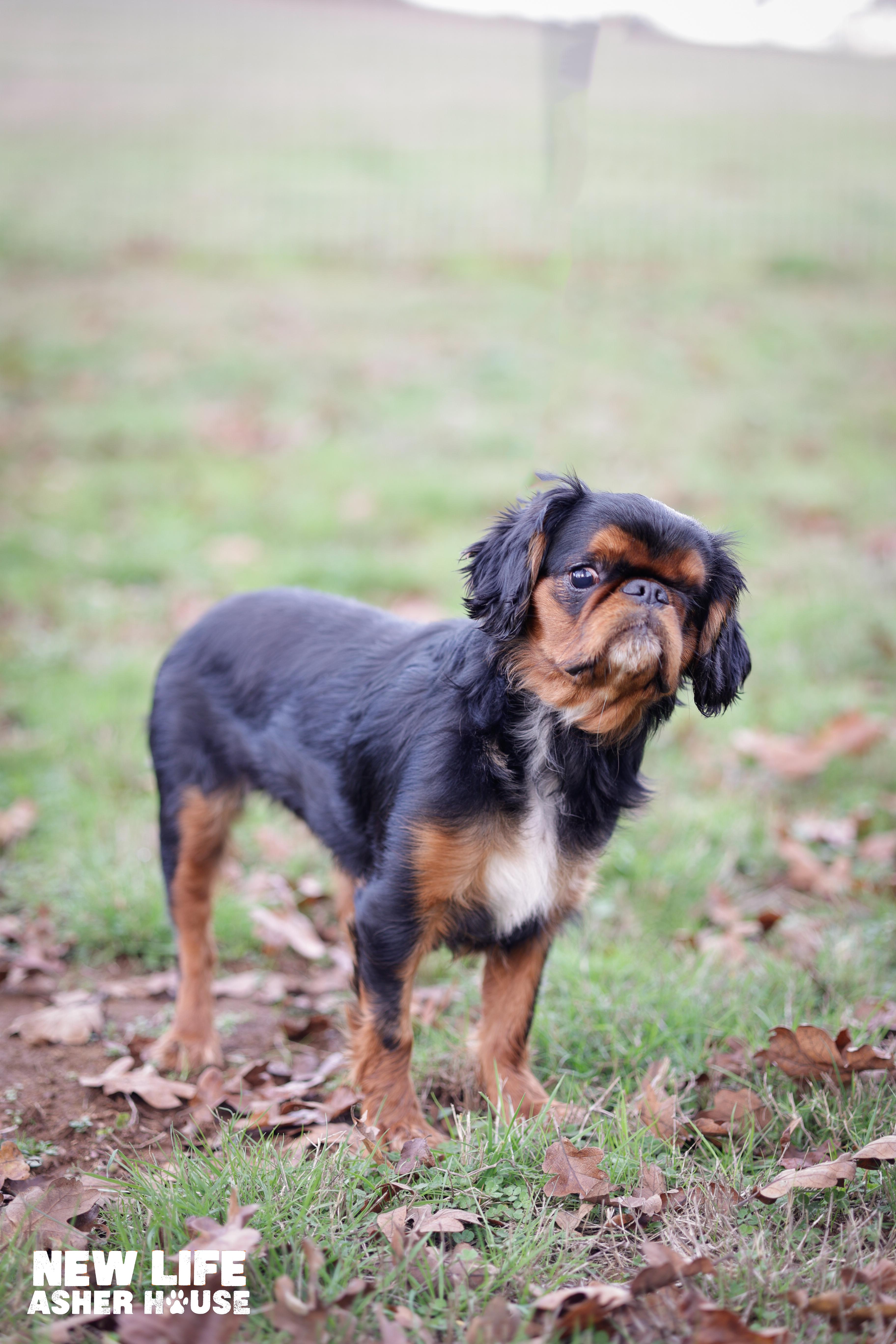 Enlarge Maggie, an adopted mixed breed in Portland, OR image 4/5