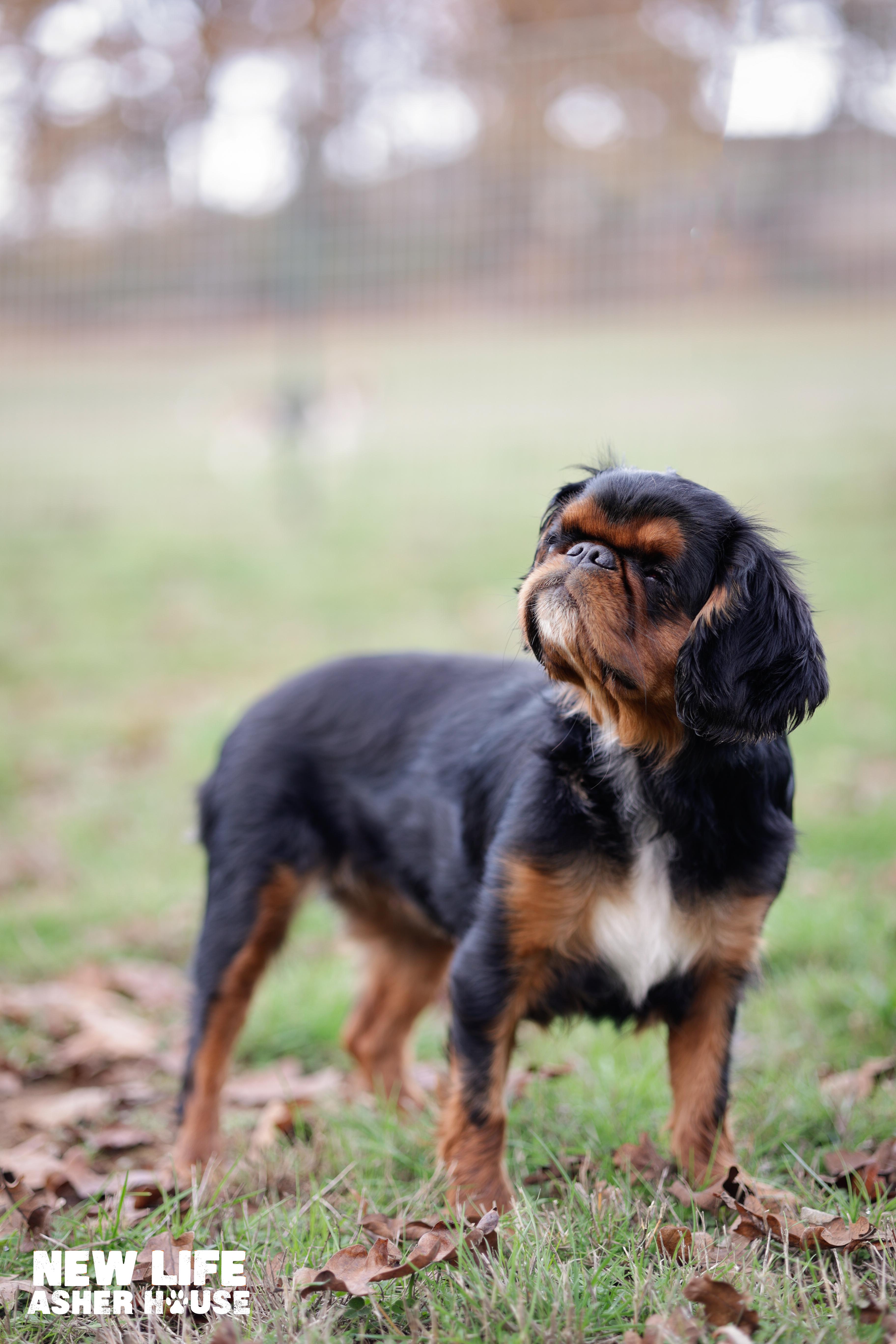 Enlarge Maggie, an adopted mixed breed in Portland, OR image 5/5
