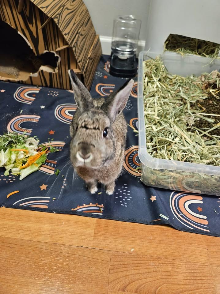 Stormy, ADOPTABLE, Adult Male Dwarf.