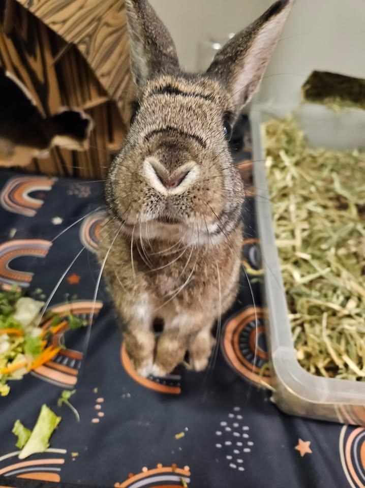 Enlarge Stormy, a ADOPTABLE mixed breed in Seymour, CT image 2/2