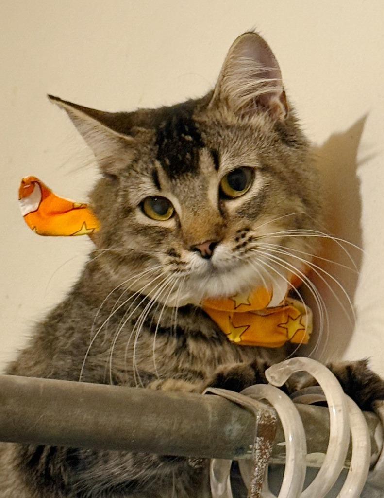 Milo, Adoptable, Young Male Domestic Medium Hair.