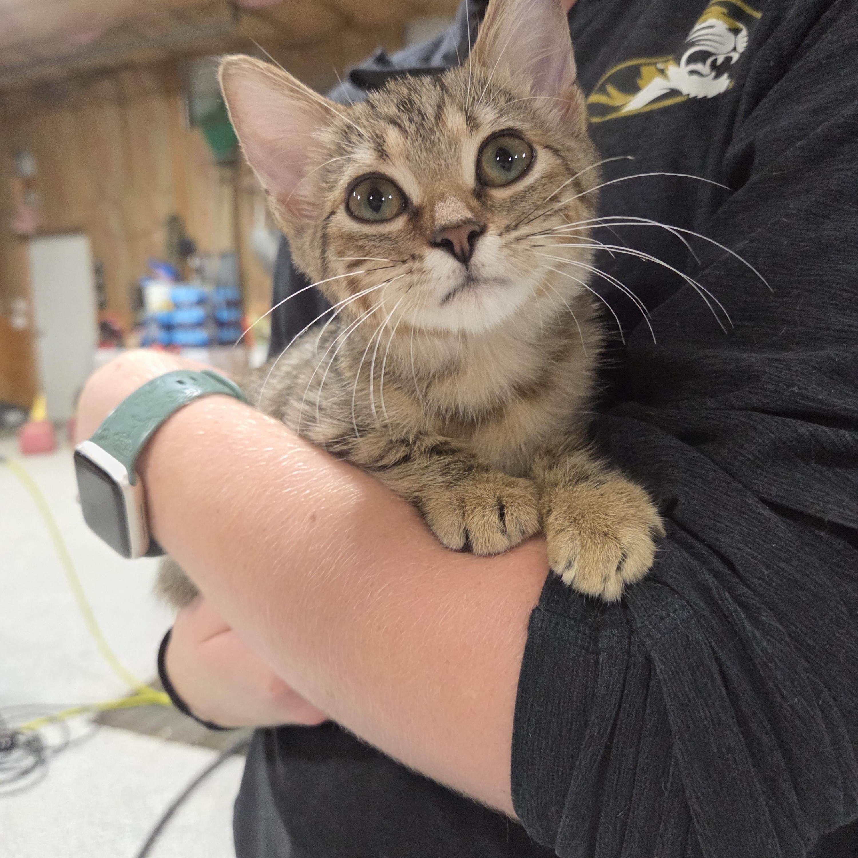 Gypsy, Adoptable, Kitten Female Domestic Short Hair.