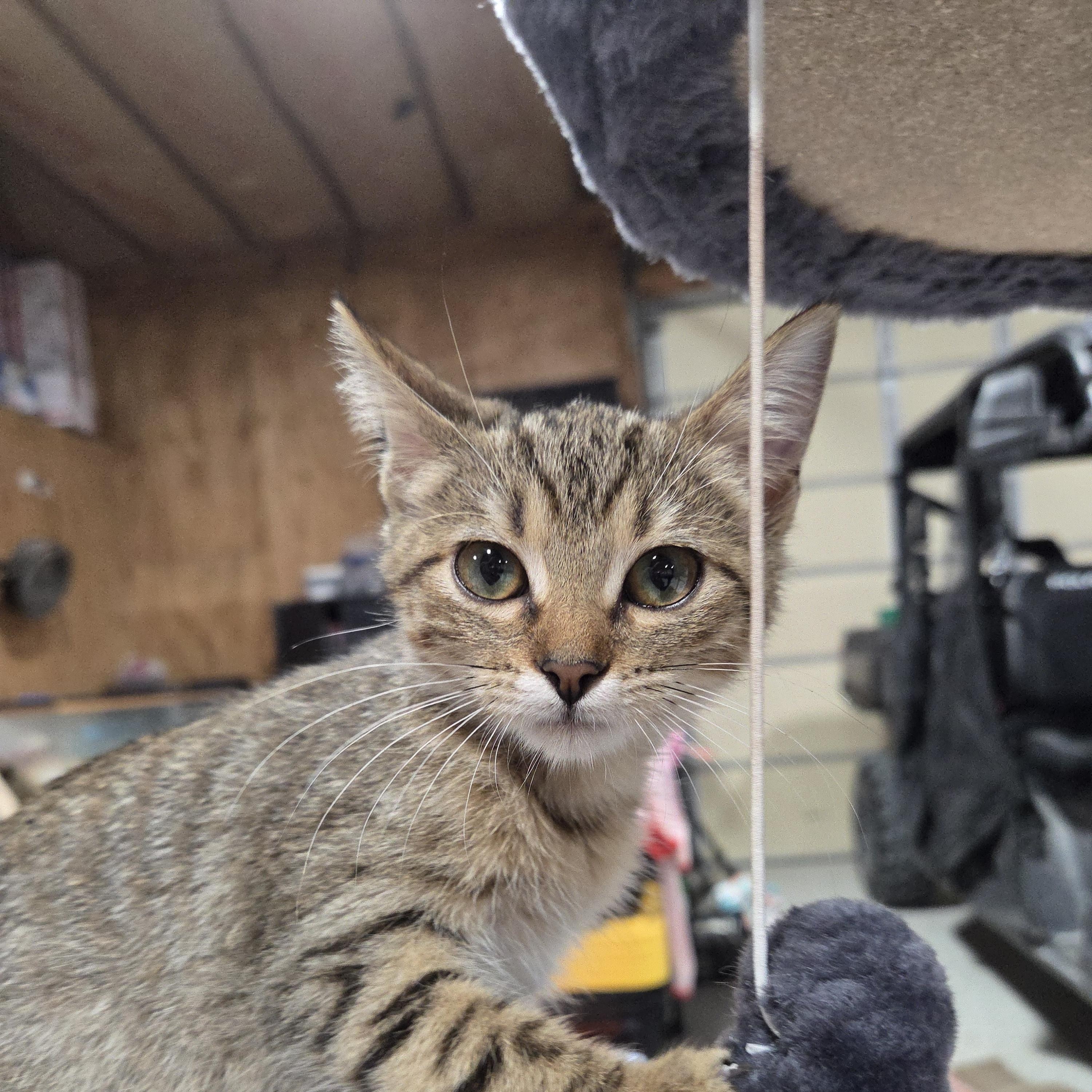 Enlarge Gypsy, a Adoptable Domestic Short Hair in Columbia, MO image 3/4