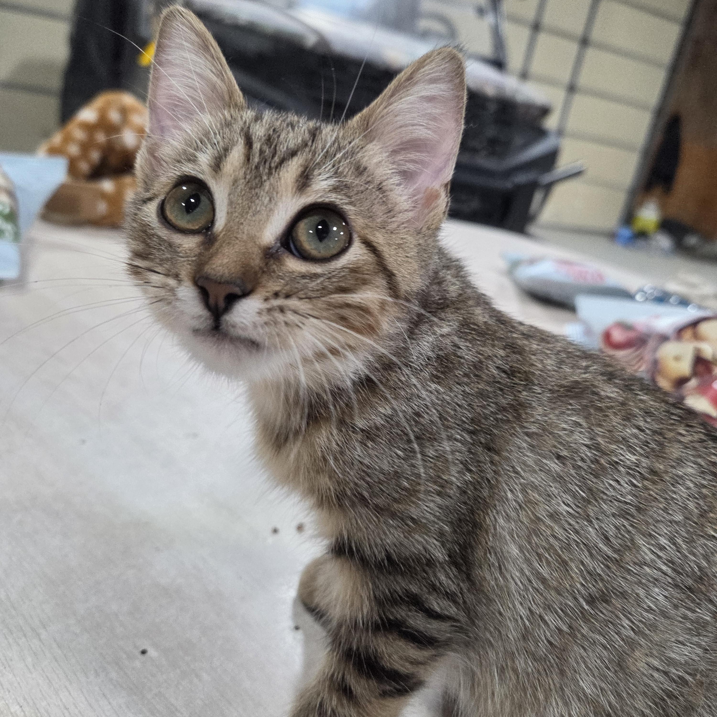 Enlarge Gypsy, a Adoptable Domestic Short Hair in Columbia, MO image 2/4