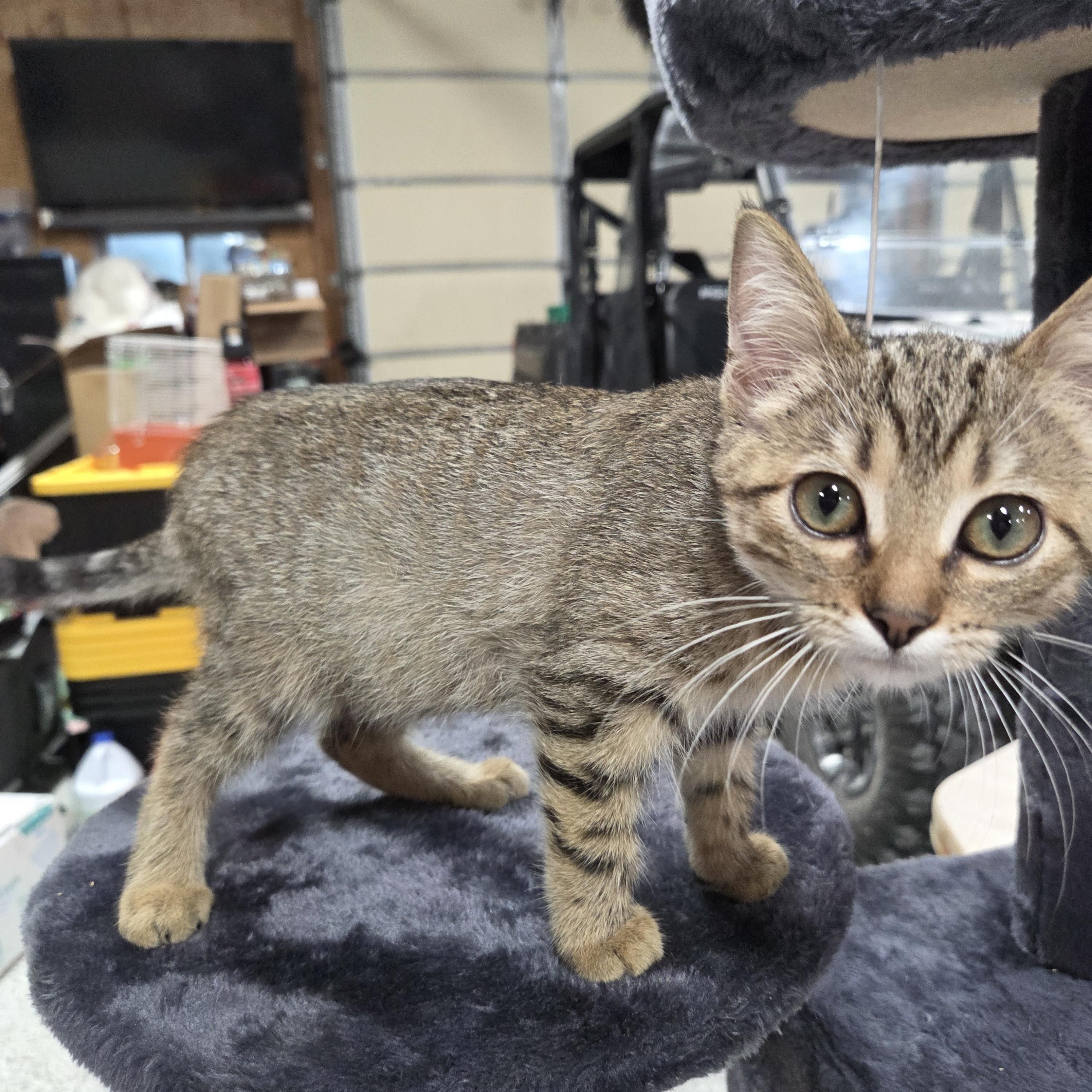 Enlarge Gypsy, a Adoptable Domestic Short Hair in Columbia, MO image 4/4