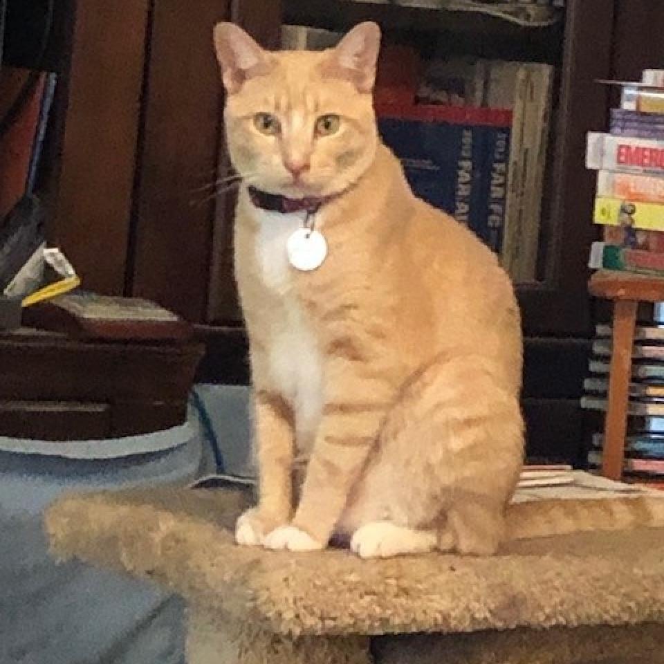 PUMPKIN, Adoptable, Adult Male American Shorthair & Domestic Short Hair.