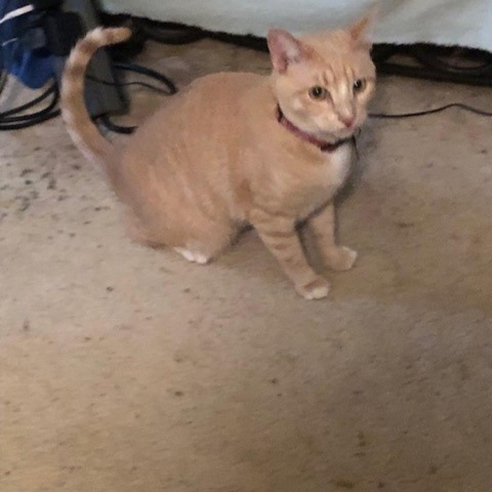 PUMPKIN, a Adoptable mixed breed in League City, TX image 2/6