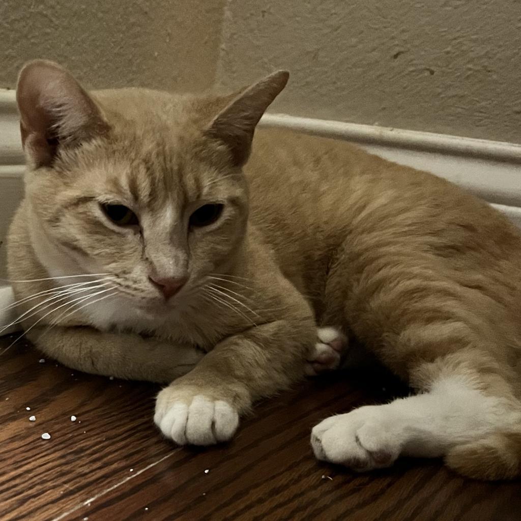 PUMPKIN, a Adoptable mixed breed in League City, TX image 3/6