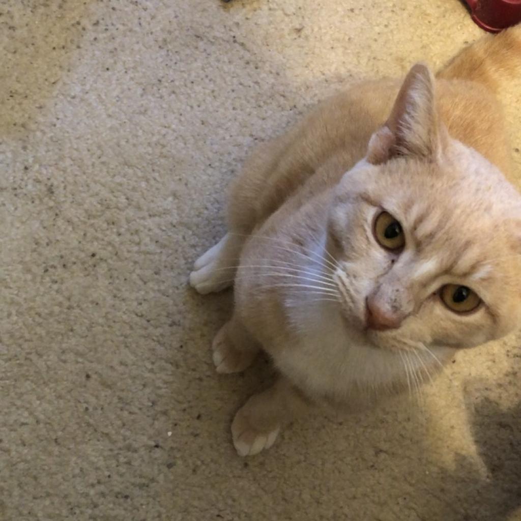 PUMPKIN, a Adoptable mixed breed in League City, TX image 4/6