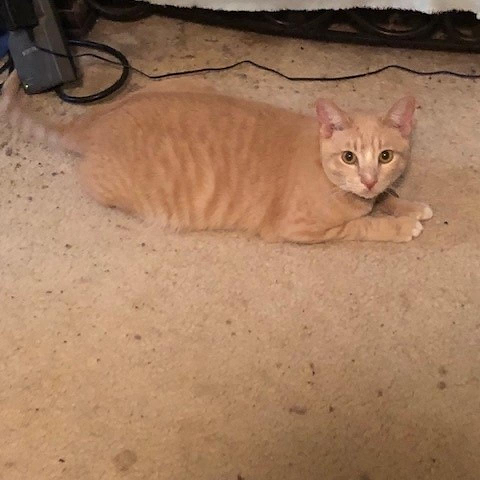 PUMPKIN, a Adoptable mixed breed in League City, TX image 5/6